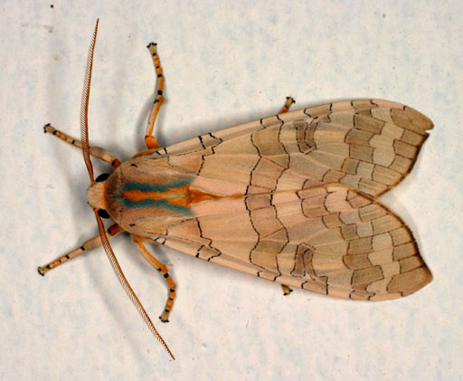 Photo of Banded tussock moth