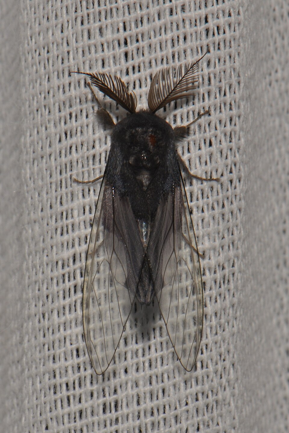 Photo of Banyan tussock moth