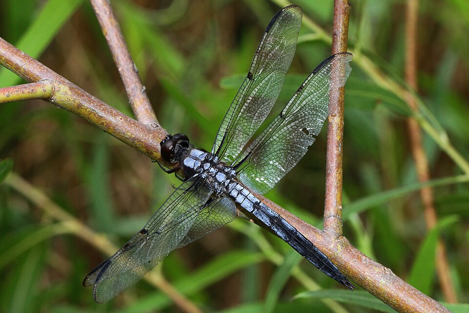Photo of Bar-winged skimmer