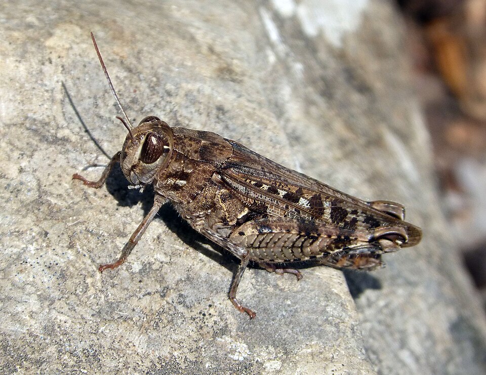 Photo of Barbary grasshopper