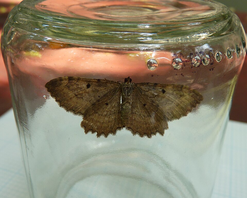 Photo of Barberry geometer moth