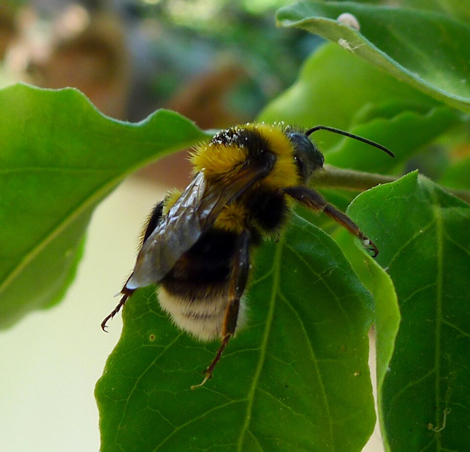 Photo of Barbut's cuckoo bumble bee