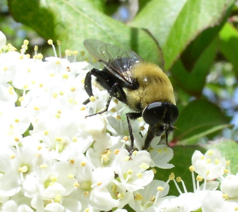 Photo of Bare-eyed bee-mimic fly