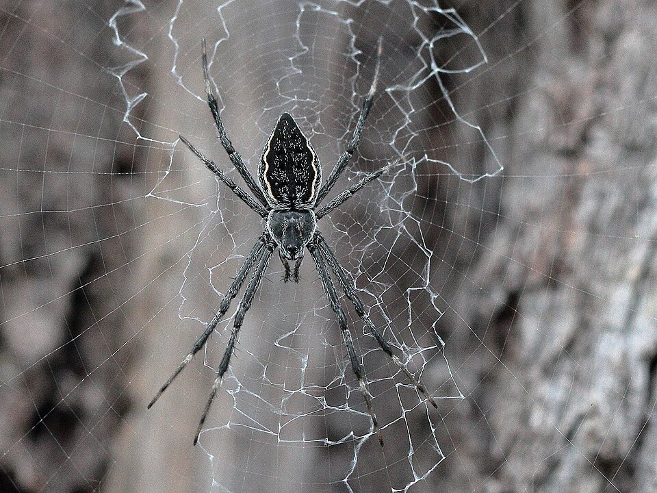Photo of Bark-hugging Saint Andrew's cross spider