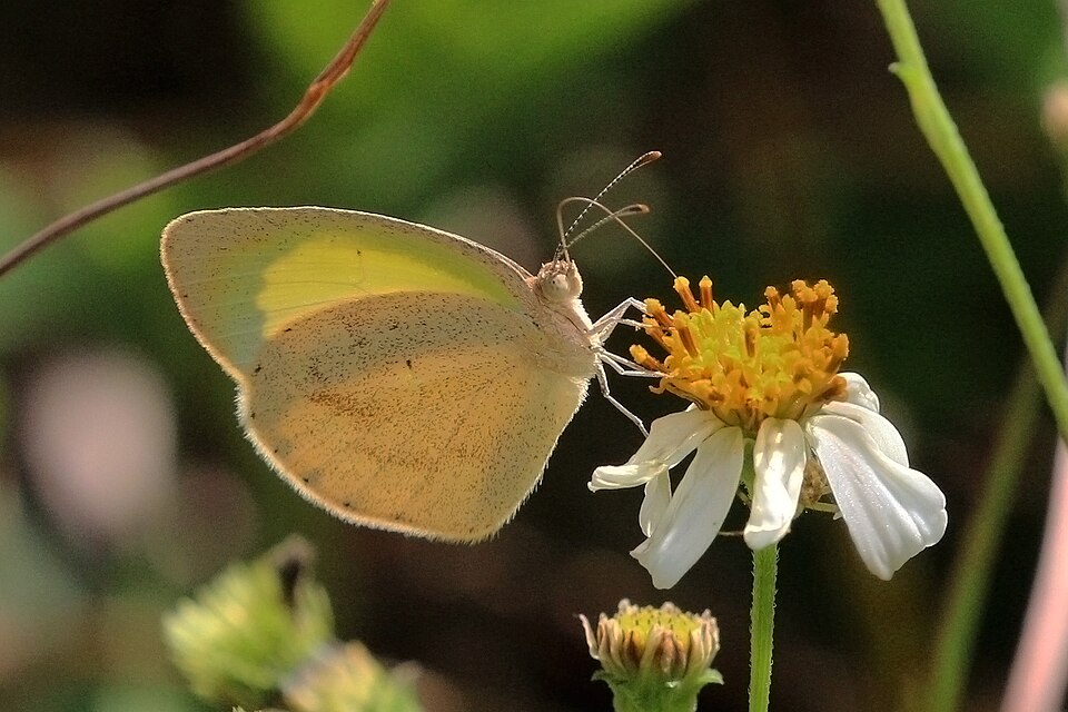 Photo of Barred yellow