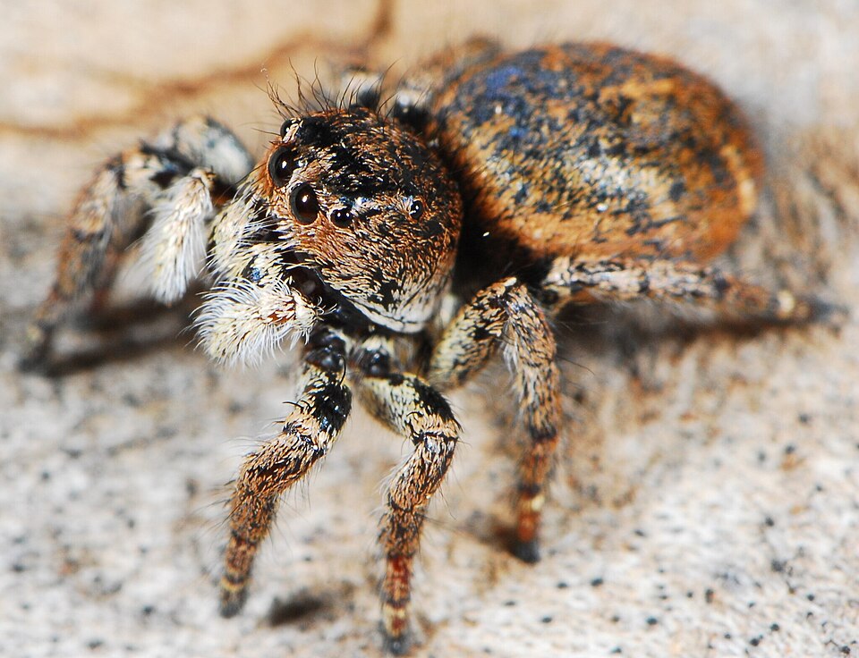 Photo of Baryphas jumping spider