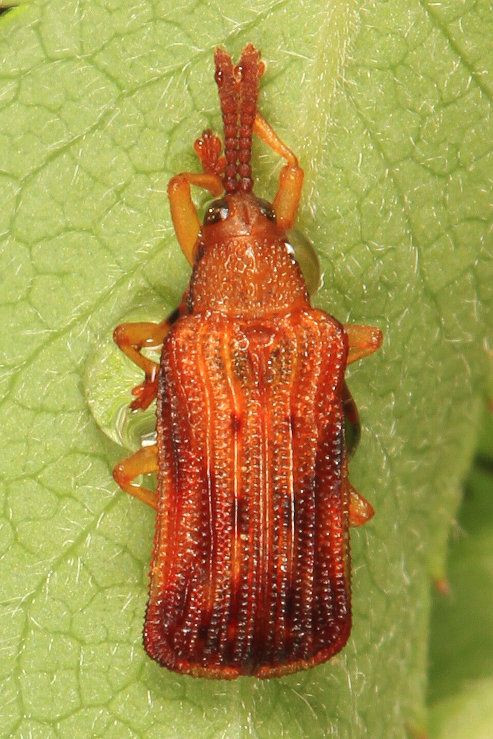 Photo of Basswood leafminer