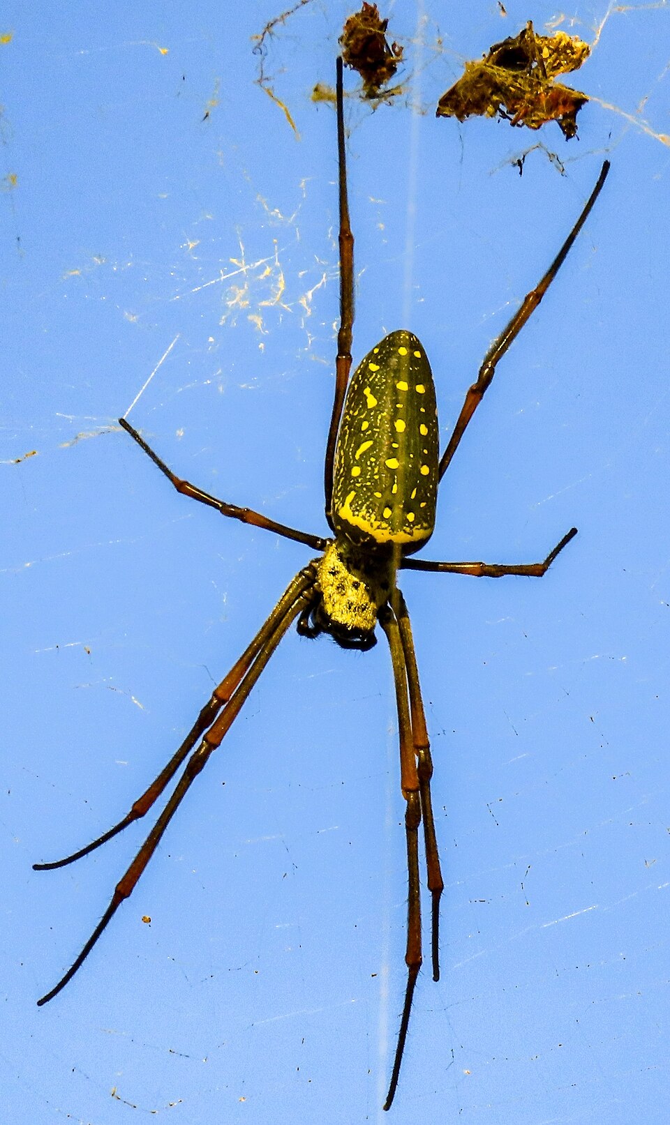 Photo of Batik golden web spider