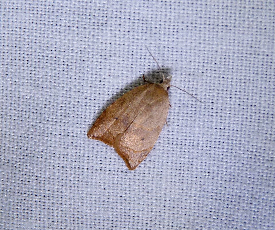 Photo of Batman moth