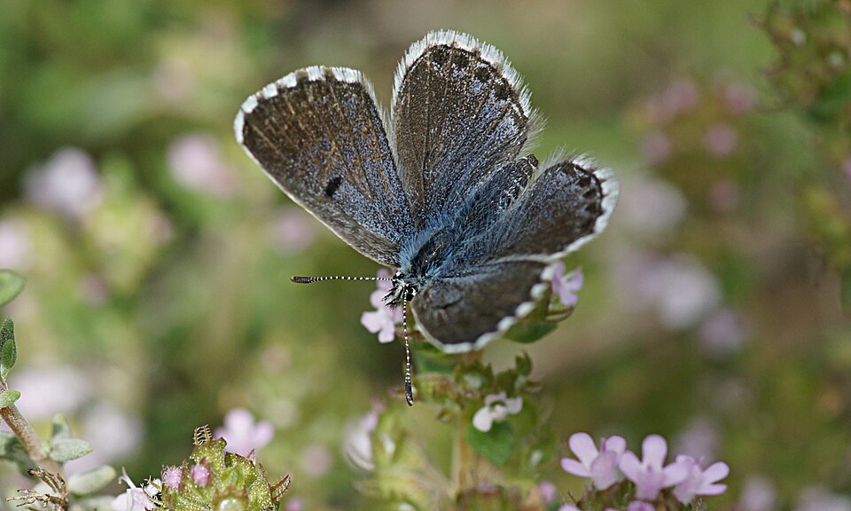 Photo of Baton blue