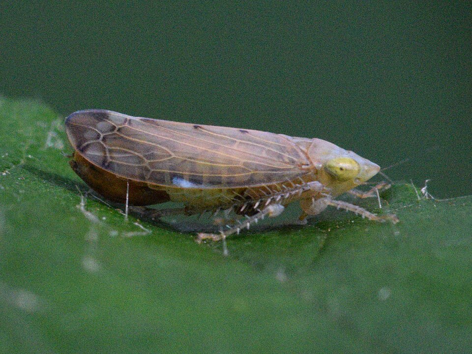 Photo of Bay leafhopper
