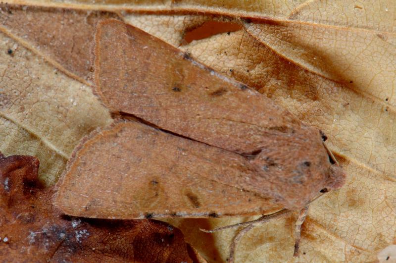 Photo of Beaded chestnut