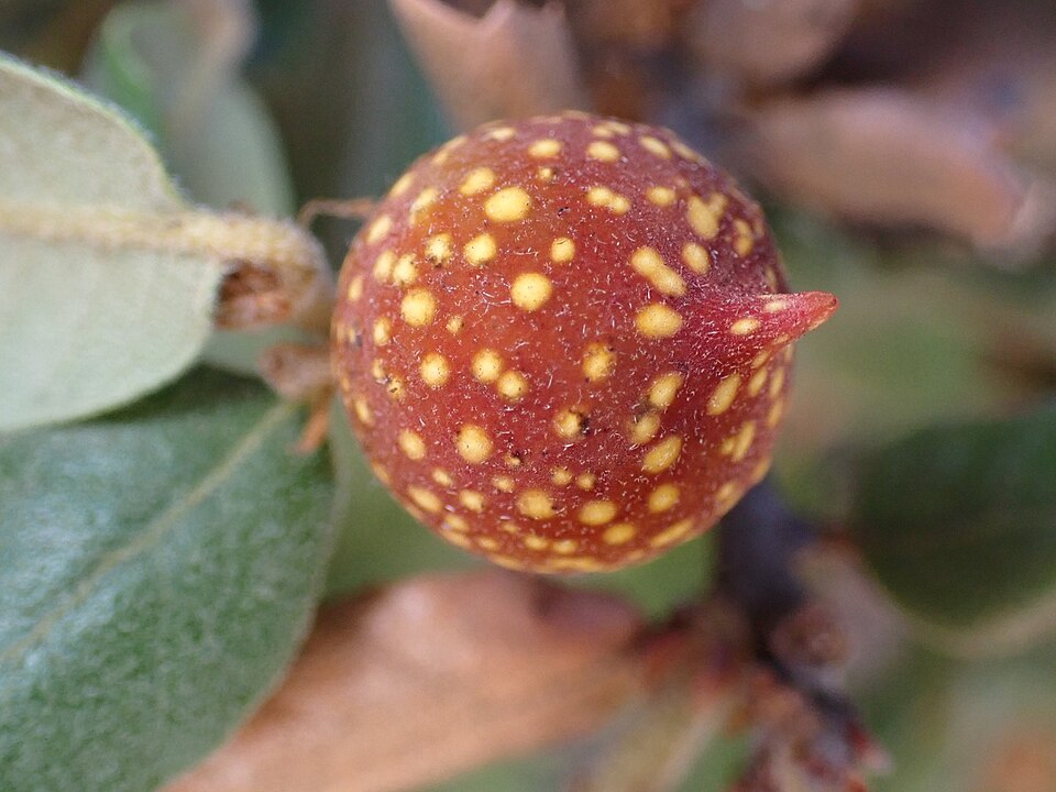 Photo of Beaked twig gall wasp