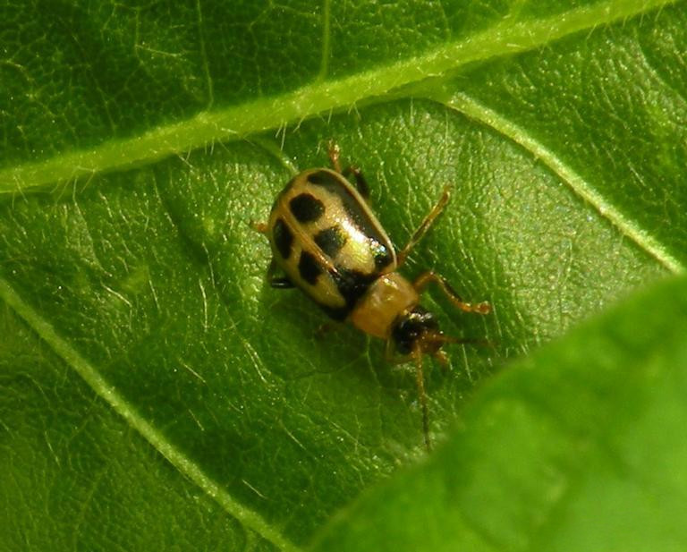 Photo of Bean leaf beetle