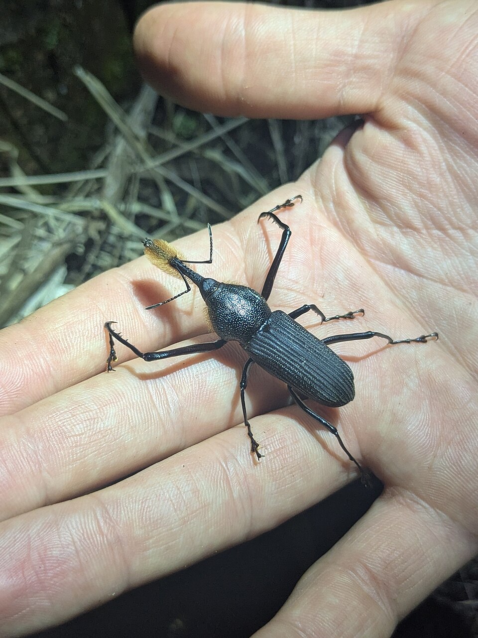 Photo of Bearded weevil