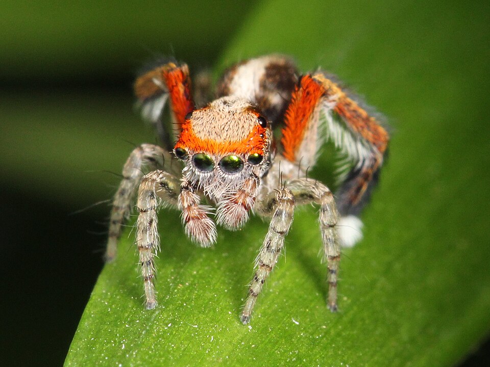 Photo of Beardfooted spider