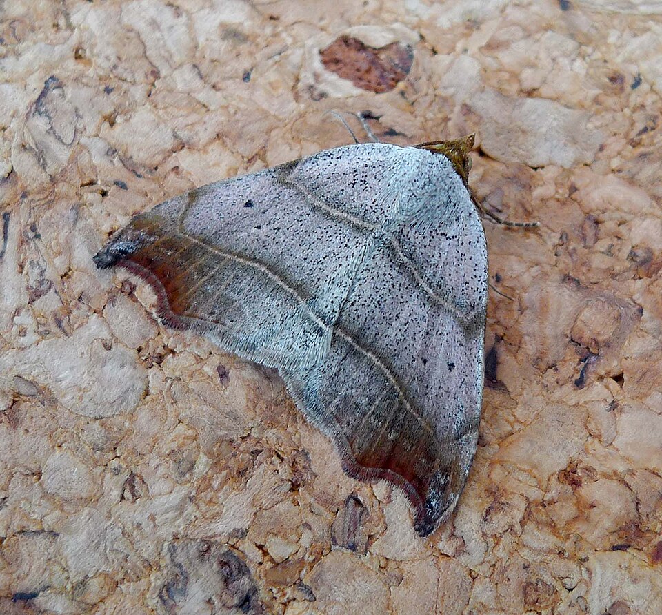 Photo of Beautiful hook-tip
