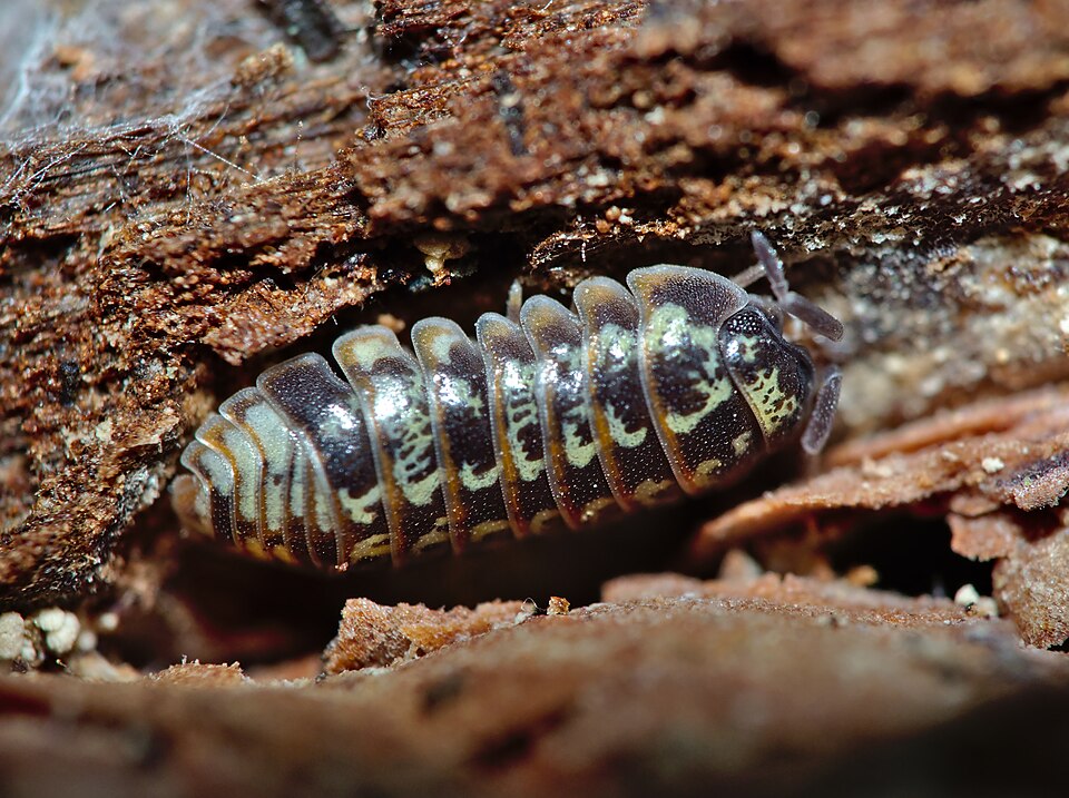 Photo of Beautiful pill woodlouse
