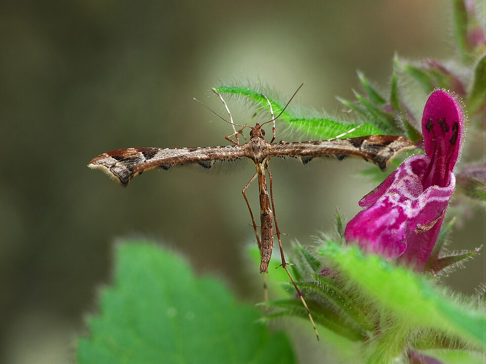 Photo of Beautiful plume moth