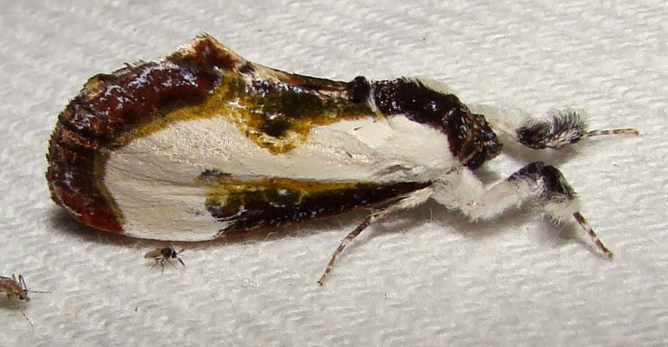 Photo of Beautiful wood-nymph