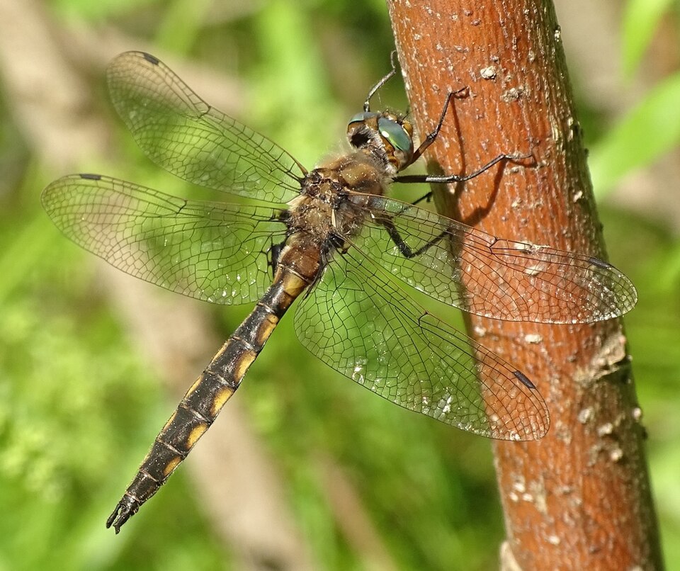 Photo of Beaverpond baskettail