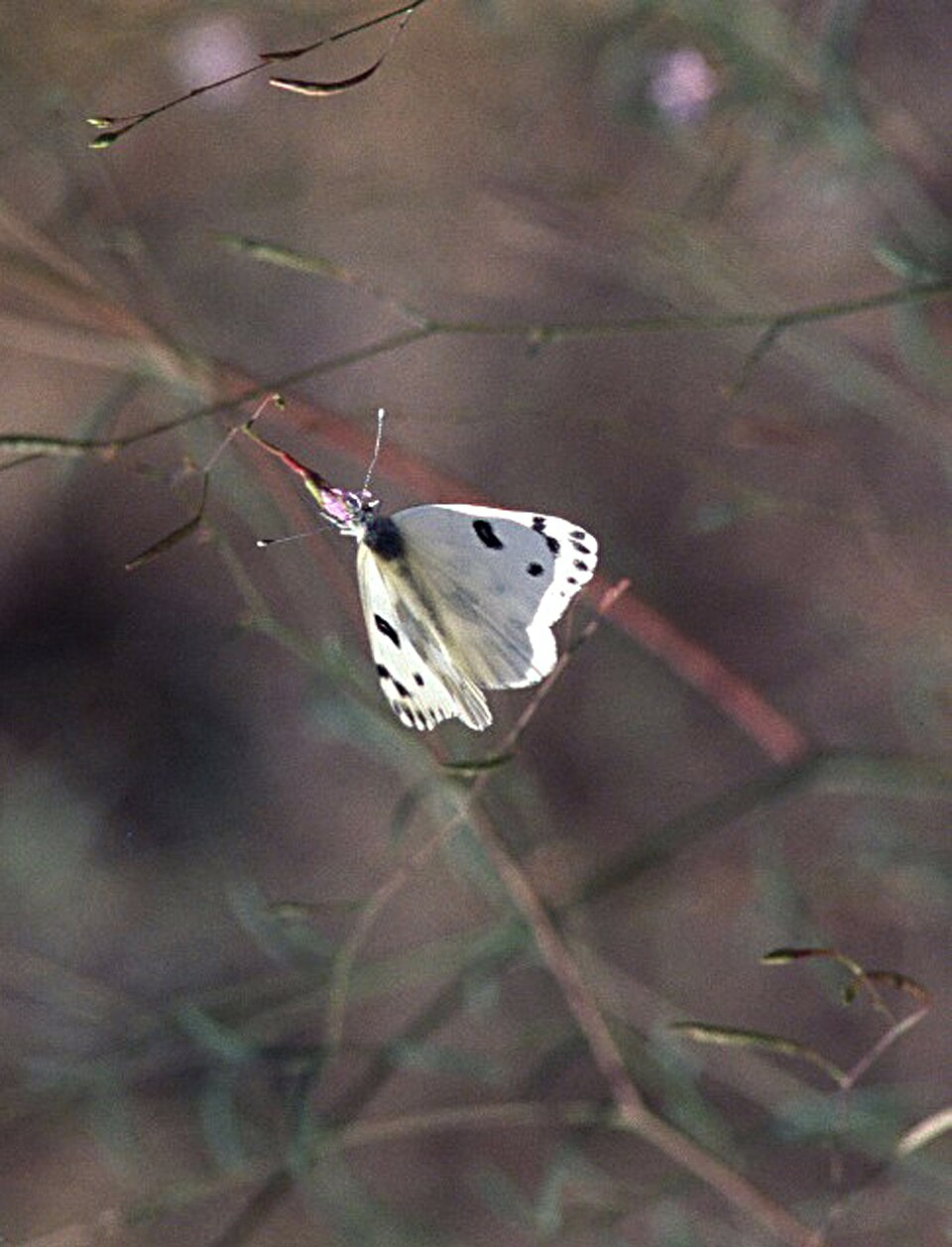 Photo of Becker's white