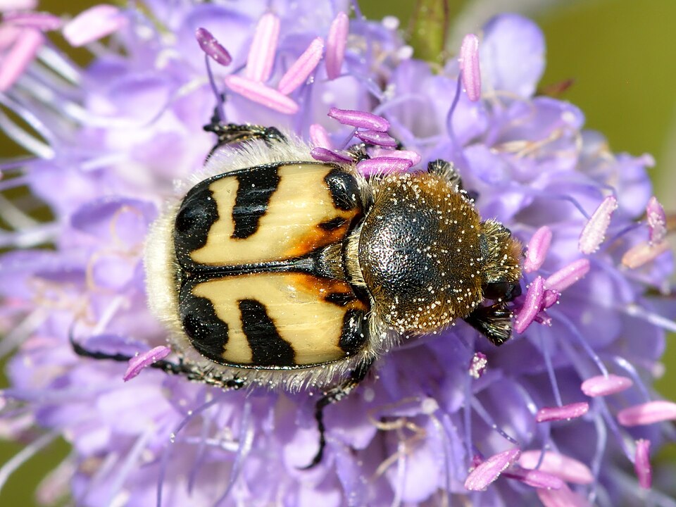 Photo of Bee beetle