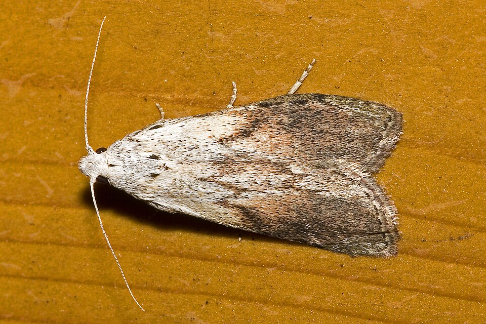 Photo of Bee moth