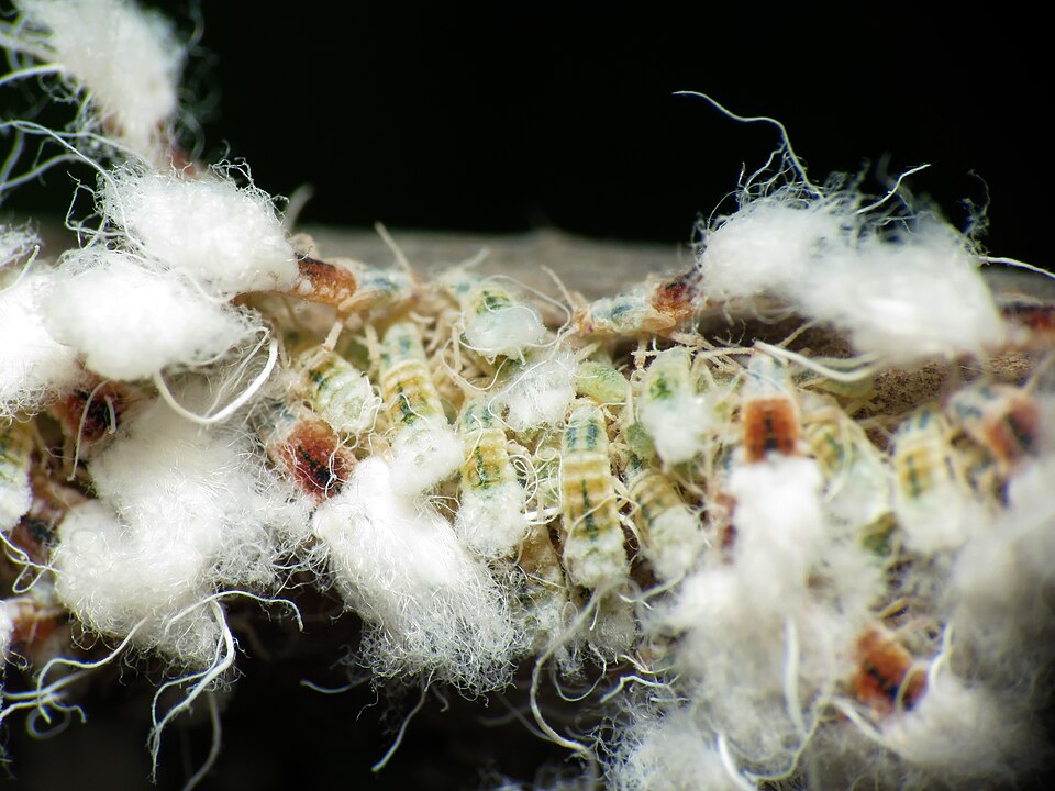 Photo of Beech blight aphid