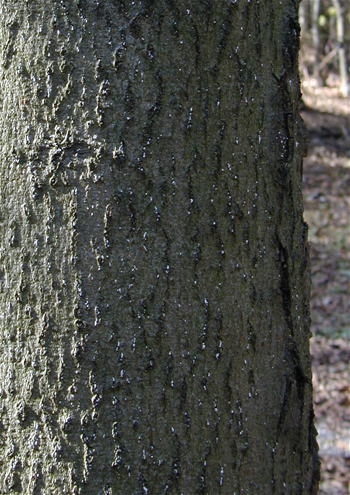 Photo of Beech scale