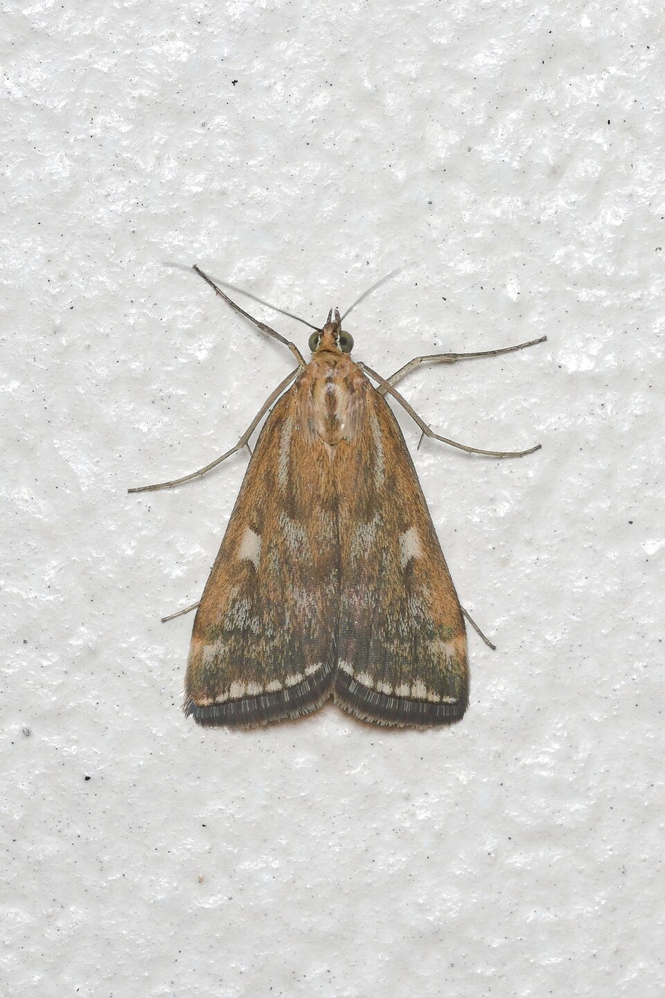 Photo of Beet webworm moth