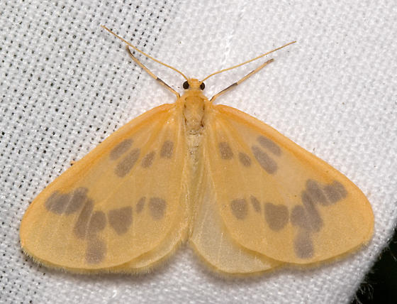 Photo of Beggar moth