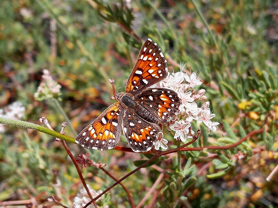 Photo of Behr's metalmark