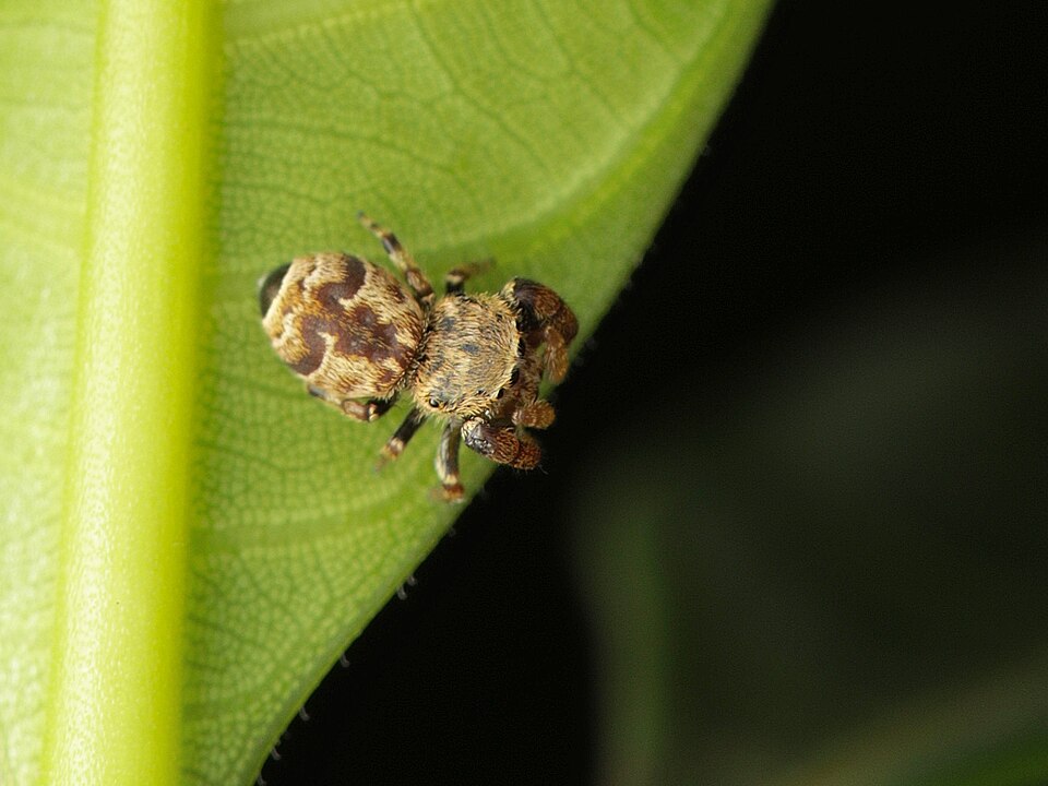 Photo of Beige beetle jumper
