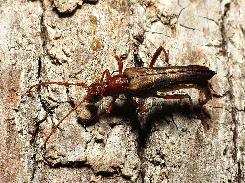 Photo of Ladder-marked longhorn beetle