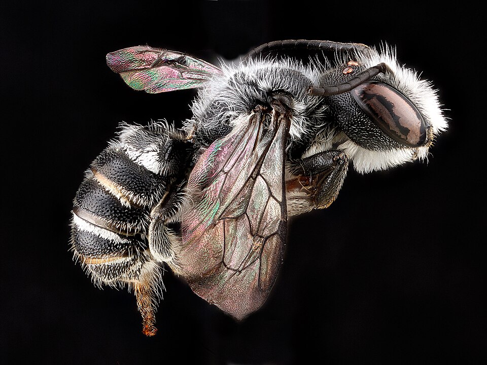 Photo of Bellflower resin bee