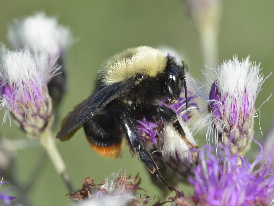 Photo of Bellicose bumble bee