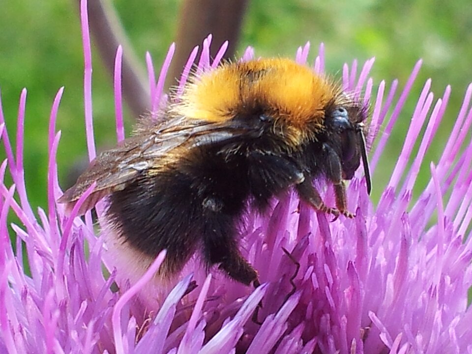 Photo of Belted bumble bee