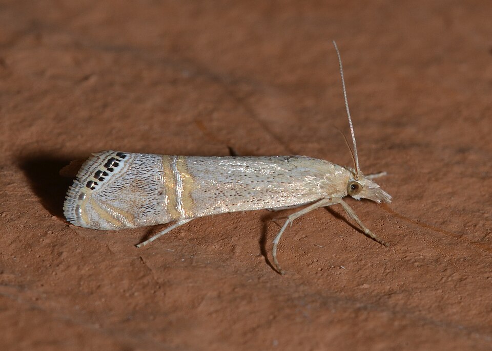 Photo of Belted grass-veneer