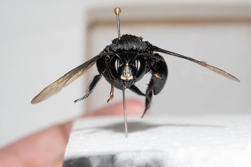 Photo of Belted orchid bee