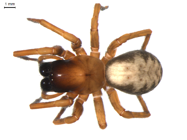 Photo of Bennett's laceweaver