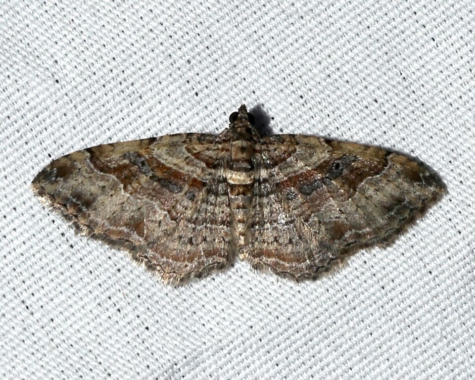 Photo of Bent-lined carpet