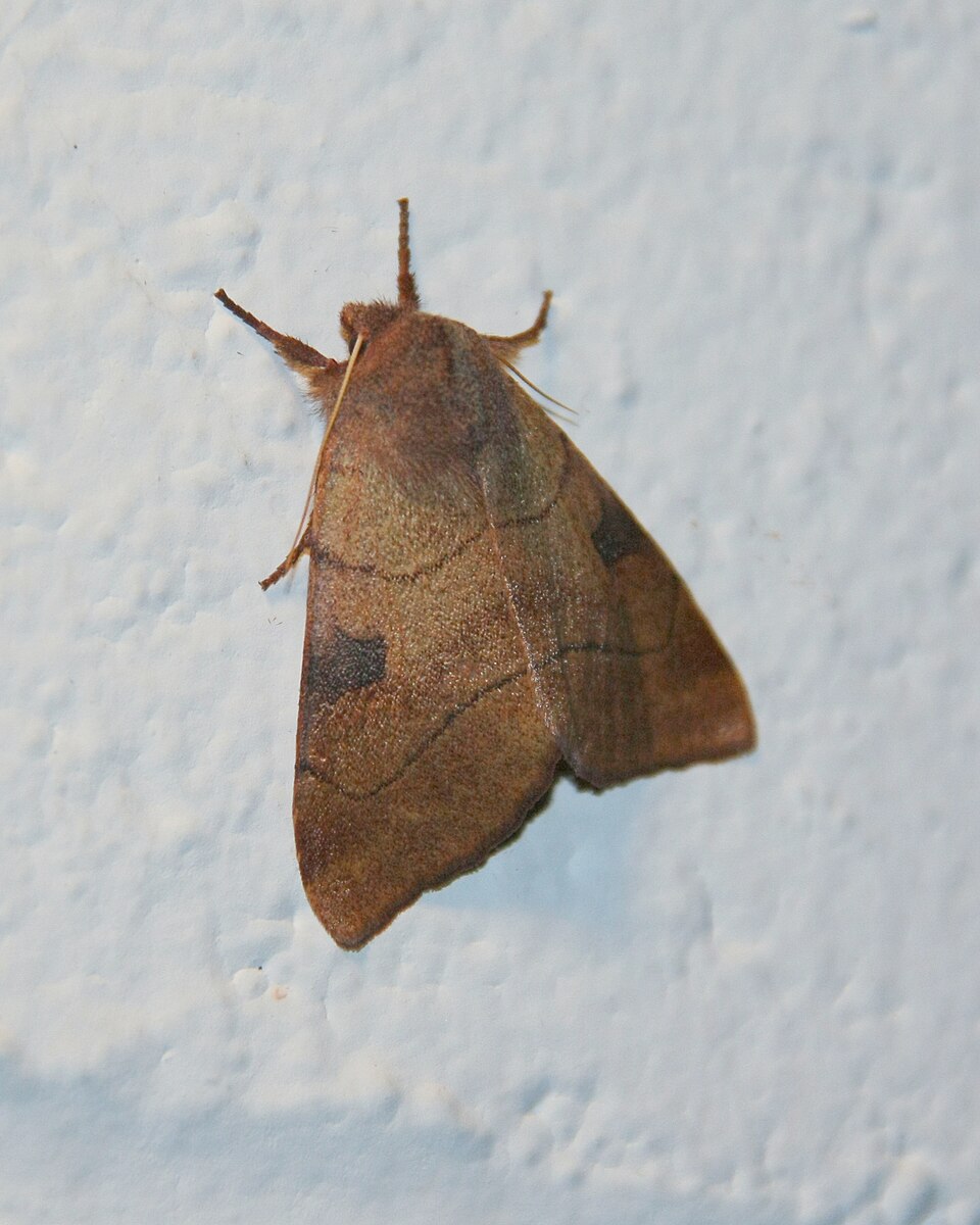 Photo of Bent-lined dart