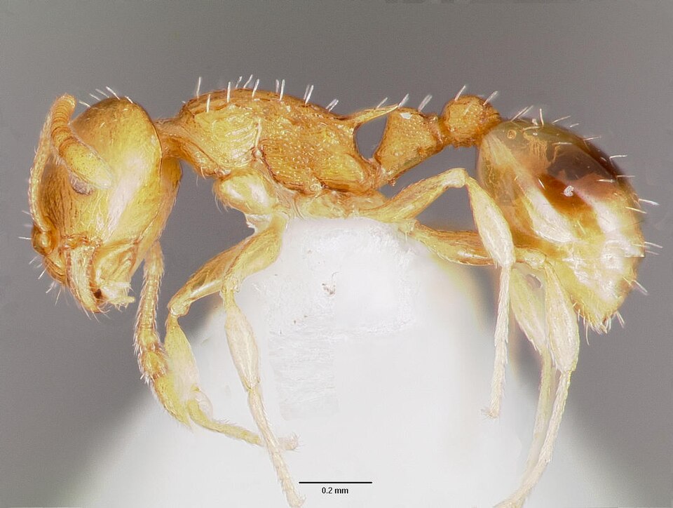 Photo of Bent-spined acorn ant