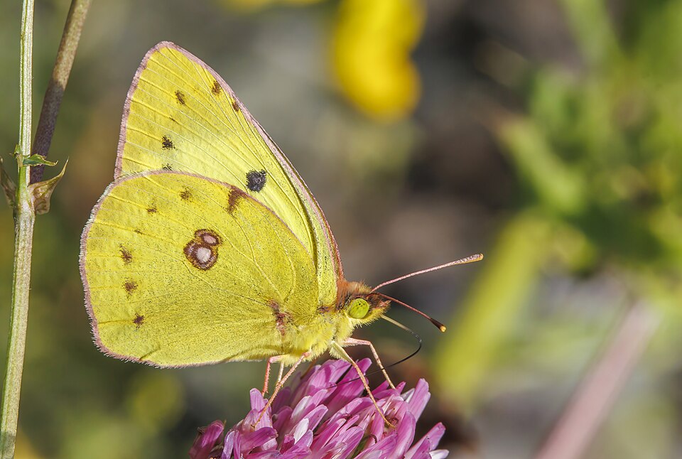 Photo of Berger's clouded yellow