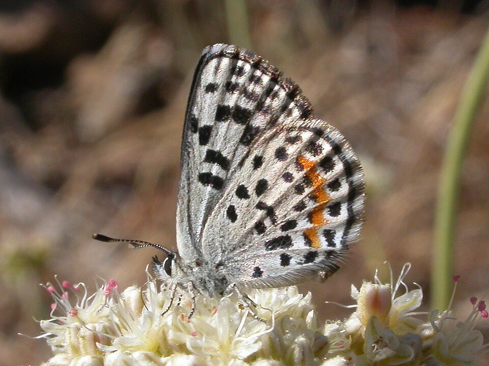 Photo of Bernardino blue