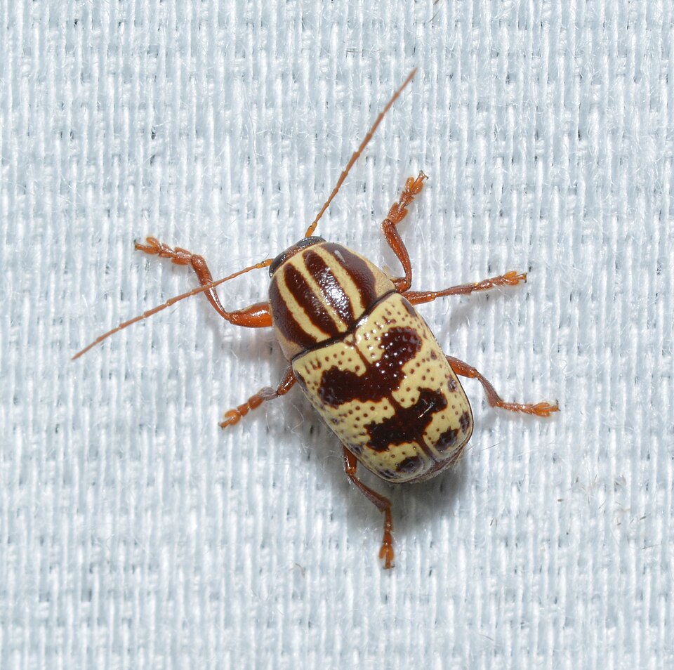 Photo of Bi-blotched cryptocephalus