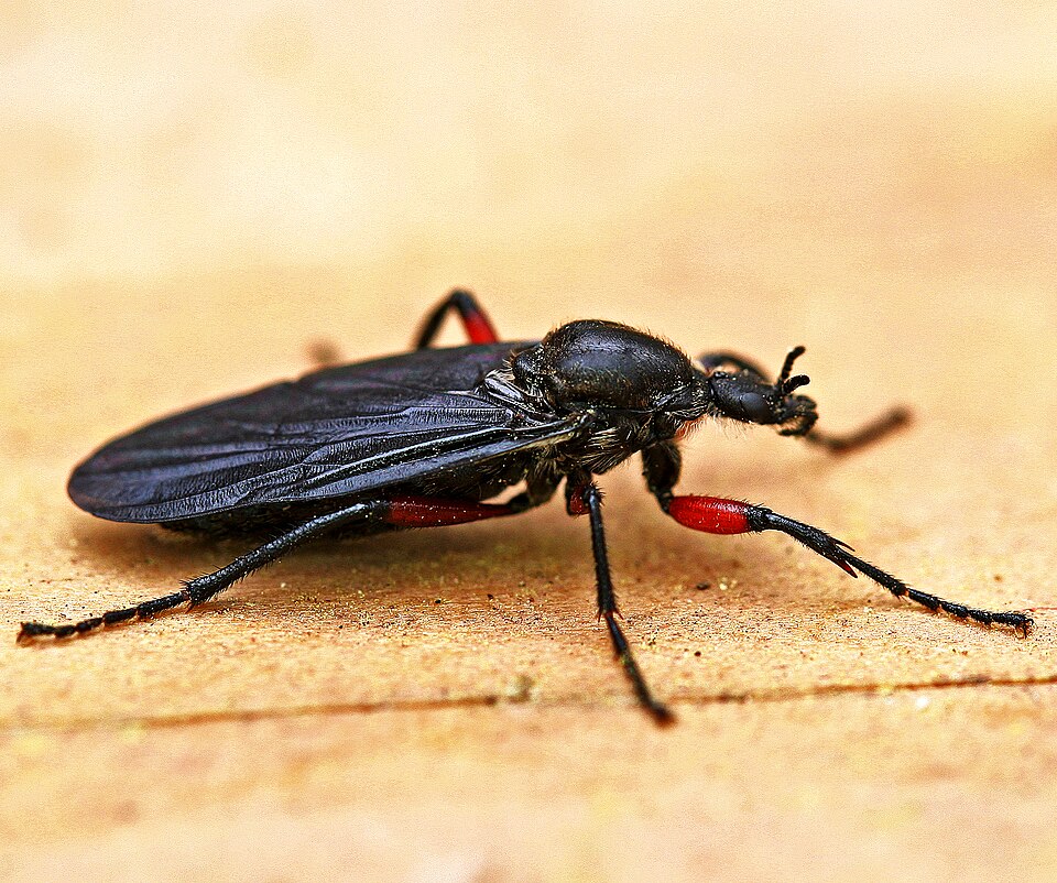 Photo of Lovebug