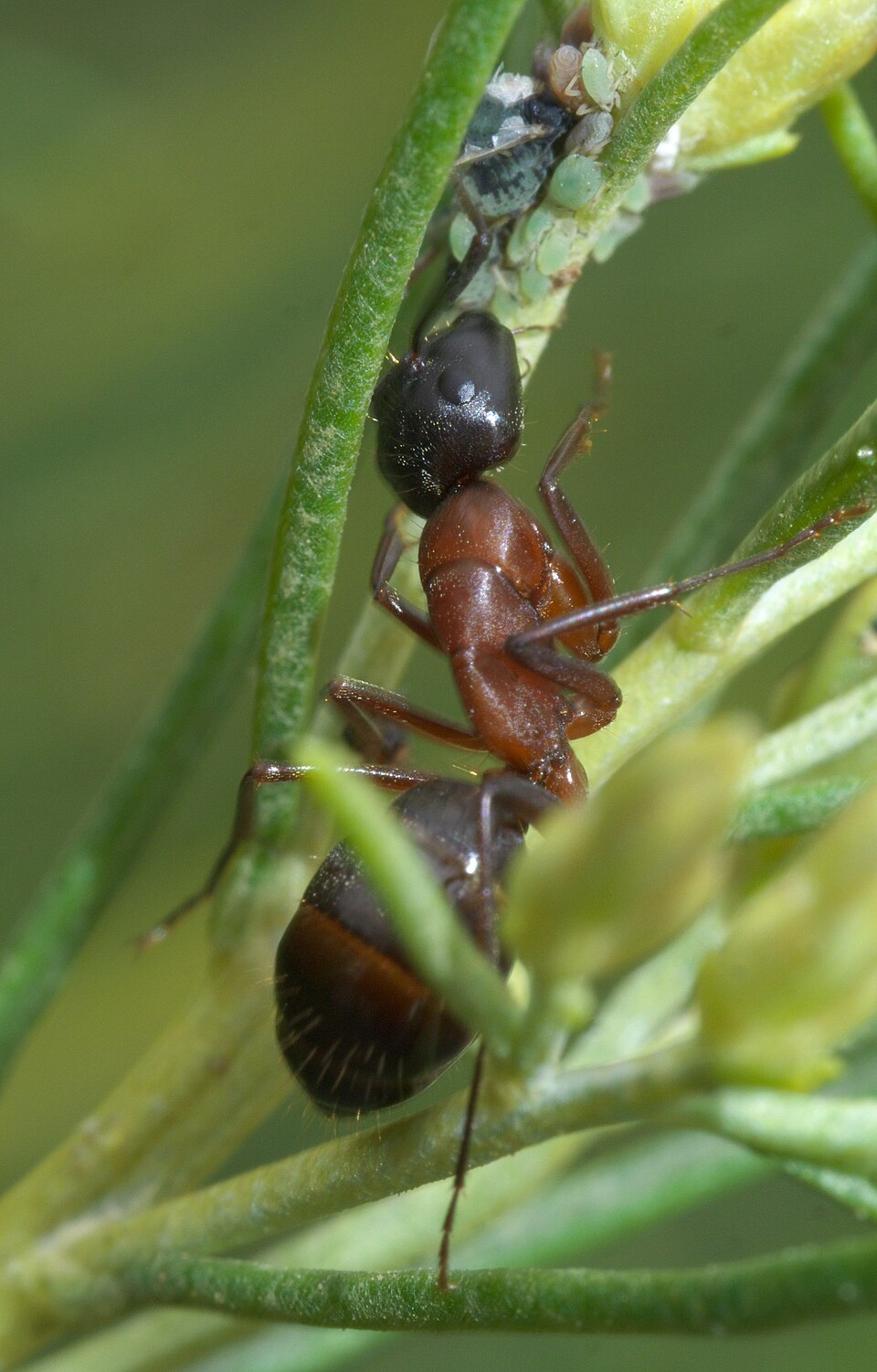Photo of Bicolored carpenter ant