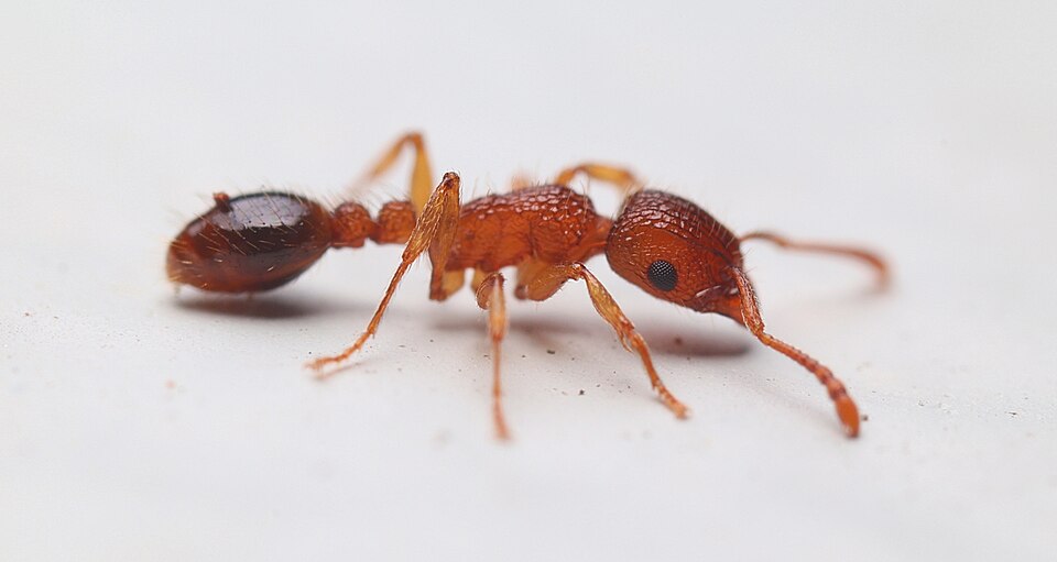 Photo of Bicolored pennant ant